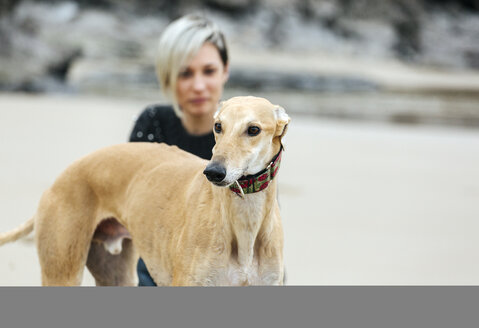 Spain, Llanes, portrait of greyhound on the beach with owner in the background - MGOF001367