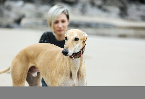 Spanien, Llanes, Porträt eines Windhundes am Strand mit Besitzer im Hintergrund - MGOF001367