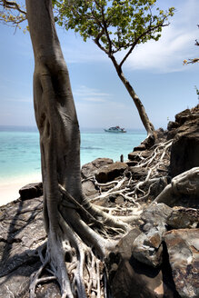 Thailand, Bamboo Island, bizarre Baumwurzeln - JATF000842