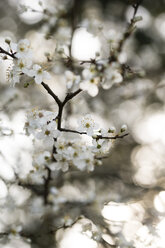 Twig of blossoming cherry plum tree - MYF001338