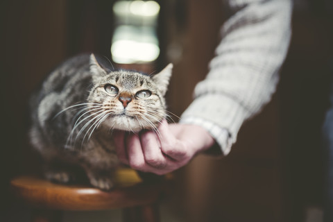 Männliche Hand streichelt getigerte Katze, lizenzfreies Stockfoto