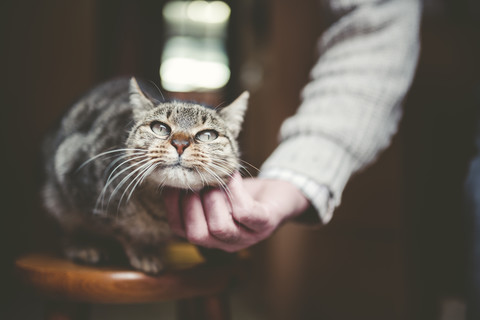 Man's hand stroking tabby cat stock photo