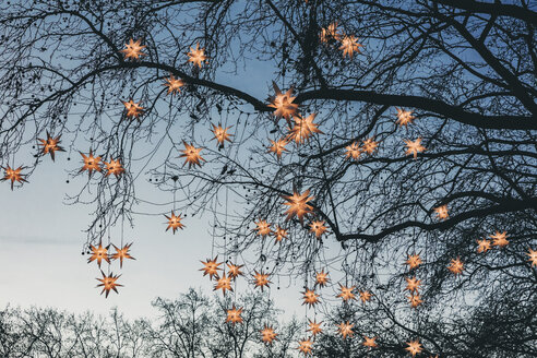 Decoration of paper stars on trees - MFF002694