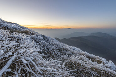 Italy, Marche, frost-covered plants on Monte San Vicino - LOMF000212