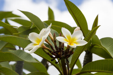 USA, Hawaii, Oahu, Plumeria-Blume - NGF000300