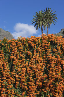 Spanien, La Gomera, Flammenwurzel, Pyrostegia venusta, und Kanarische Dattelpalmen - SIEF006951