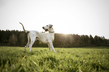 Mongrel standing on a meadow at evening twilight - REAF000017