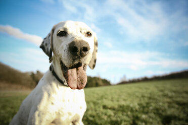 Portrait of mongrel with dirty nose and tongue - REAF000019