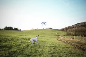 Germany, Sauerland, mongrel on a meadow watching flying drone - REAF000020