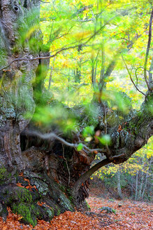 Spanien, Avila, Herbst im Wald El Tiemblo - DSGF000873