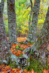 Spain, Avila, Autumn in the forest El Tiemblo - DSGF000874