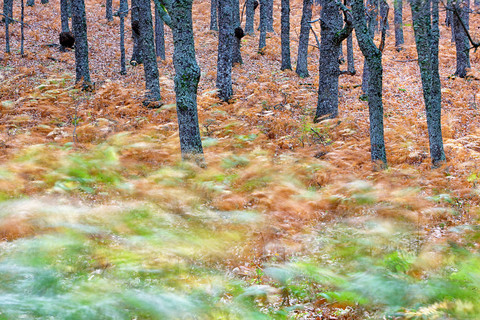 Spanien, Avila, Herbst im Wald El Tiemblo, Wandernde Farne, lizenzfreies Stockfoto