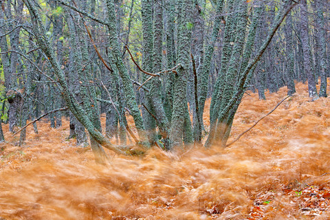 Spanien, Avila, Herbst im Wald El Tiemblo, Wandernde Farne, lizenzfreies Stockfoto