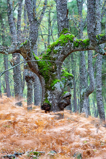 Spanien, Avila, Herbst im Wald El Tiemblo, Wandernde Farne - DSGF000877