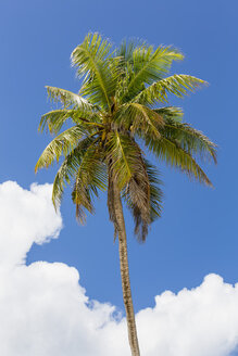 Seychellen, Anse Cocos, Kokosnusspalme, Cocos nucifera - FOF008422