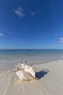 Seychellen, La Digue, Spinnenmuschel, Lambis lambis, Muschel am Strand - FOF008429