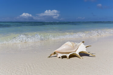 Seychellen, La Digue, Spinnenmuschel, Lambis lambis, Muschel am Strand - FOF008430