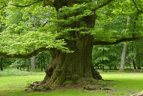 Germany, Ivenack, Ivenacker Eichen, very old pedunculate Oak - LBF001376