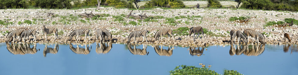 Namibia, Etosha-Nationalpark, Herde von Burchell-Zebras, Equus quagga burchellii, am Okaukuejo-See, Panorama - AMF004770