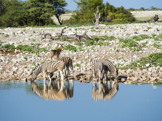 Namibia, Etosha-Nationalpark, Herde von Burchell-Zebras, Equus quagga burchellii, am Okaukuejo-See - AMF004771