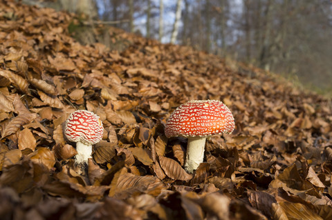 Zwei Fliegenpilze im herbstlichen Wald, lizenzfreies Stockfoto