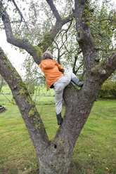 Junge klettert auf einen Baum - TKF000427