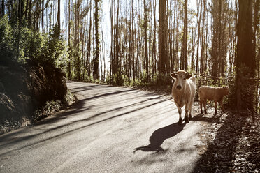 Portugal, Madeira, Kühe auf der Straße - REAF000033