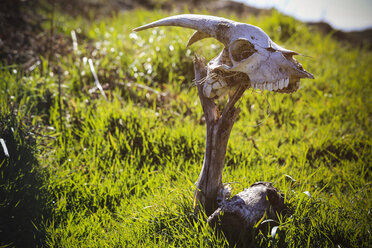 Portugal, Madeira, skull of a goat as a marker - REAF000039