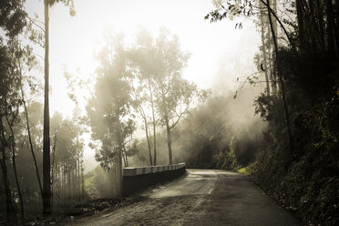 Portugal, Madeira, Straße durch Lorbeerwald im Nebel - REAF000046