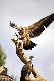 Gänsegeier, gyps fulvus, Landung auf Holz - DSGF000882