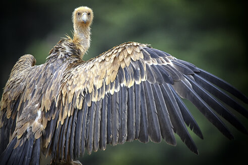 Gänsegeier, gyps fulvus, ausgebreitete Flügel, suchend - DSGF000885