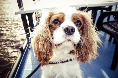 Cavalier King Charles Spaniel - PUF000477