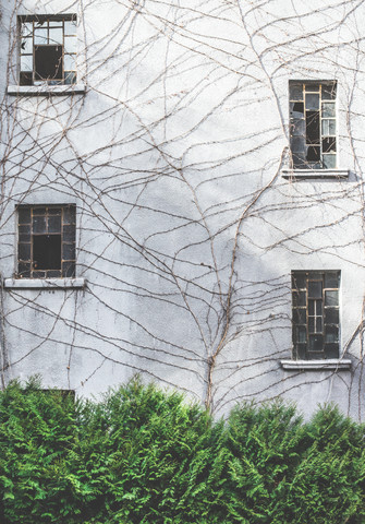 Hausfassade mit zerbrochenen Fenstern und abgestorbener Schlingpflanze, lizenzfreies Stockfoto