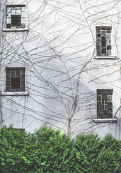 Hausfassade mit zerbrochenen Fenstern und abgestorbener Schlingpflanze - DEGF000616