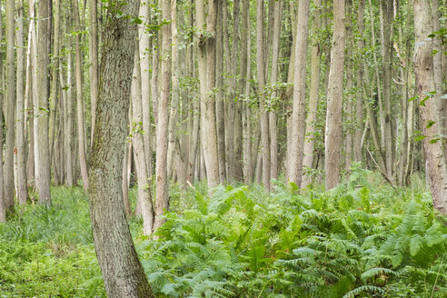 Deutschland, Nationalpark Vorpommersches Haffgebiet, Darßer Wald, Wald, Schwarzerlen, Alnus glutinosa, und Farne, Niederwald, - SIEF006958