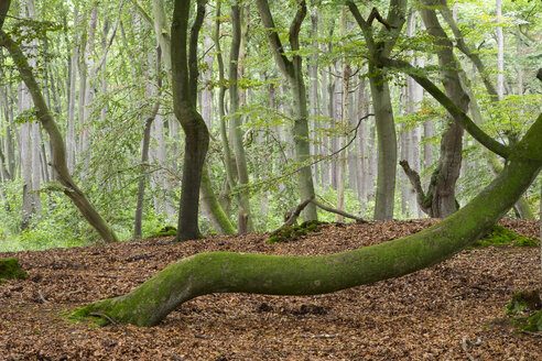 Deutschland, Nationalpark Vorpommersches Haffgebiet, Bäume im Wald, Darßer Wald - SIEF006959