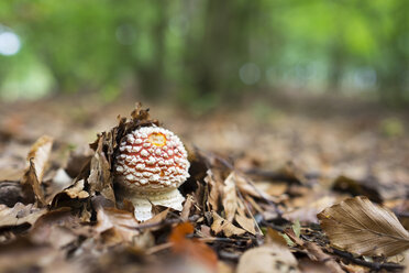 Ypung fly agaric, Amanita muscaria, autumn leaves - SIEF006960