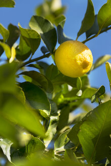 Sicily, Noto, organic lemon, tree - CSTF000898