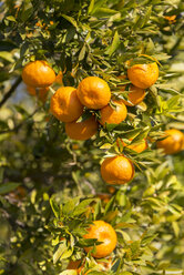 Sicily, Noto, organic tangerines, tree - CSTF000899