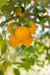 Sizilien, Noto, Bio-Orangen, Baum - CSTF000900