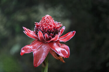 Seychellen, Mahe, Botanischer Garten Mont Fleuri, Blume des roten Ingwers, Alpinia Purpurata - FOF008445