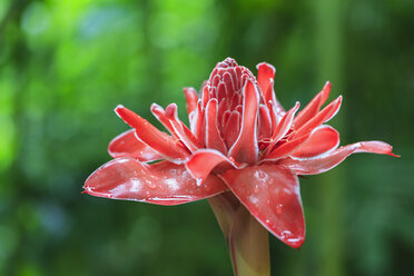 Seychellen, Mahe, Botanischer Garten Mont Fleuri, Blume des roten Ingwers, Alpinia Purpurata - FOF008446