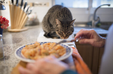 Tabby-Katze beobachtet Besitzerin bei der Zubereitung von Essen in der Küche - RAEF000872