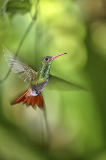 Ecuador, Rotschwanzkolibri, Amazilia tzacatl, fliegend - DSGF000895