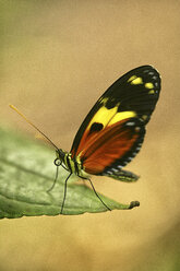 Ecuador, Vielfarbiger Schmetterling - DSGF000897
