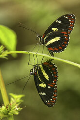 Ein Schmetterling sitzt auf einem Blatt in Ecuador - DSGF000898