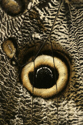 Nahaufnahme der Augenflecken auf den äußeren Hinterflügeln des Riesen-Eulenfalters, Caligo idomeneus - DSGF000899