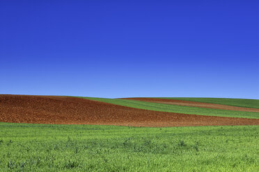 Spain, Castile-La Mancha, Cereal crop field in the countryside of Guadalajara in the spring - DSGF000900