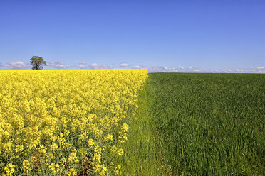 Spain, Castile-La Mancha, rape field in Guadalajara - DSGF000902