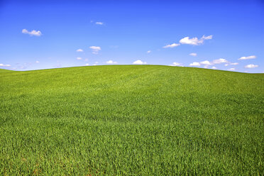 Spain, Castile-La Mancha, Cereal crop field in the countryside of Guadalajara - DSGF000904